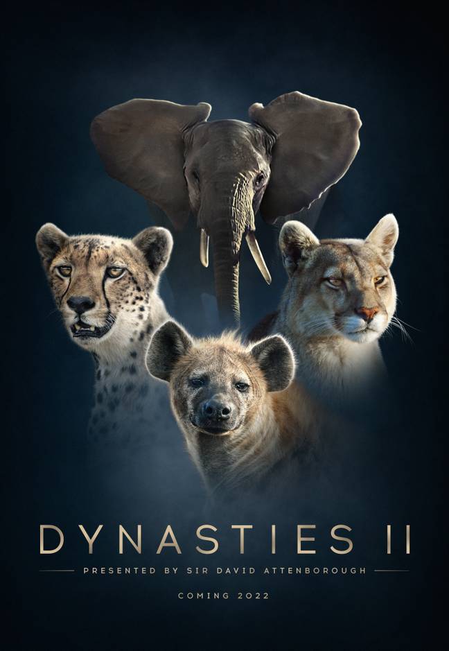 Sir David Attenborough's Dynasties Is Returning To BBC For Second Series