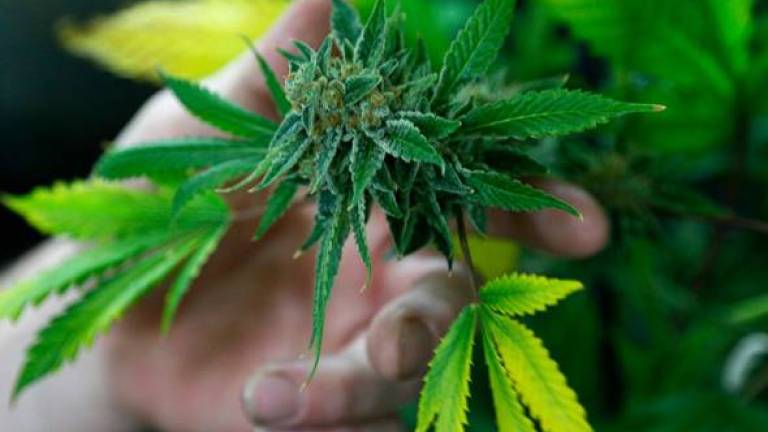 MMEA foils attempt to smuggle ganja worth RM1.5 million
