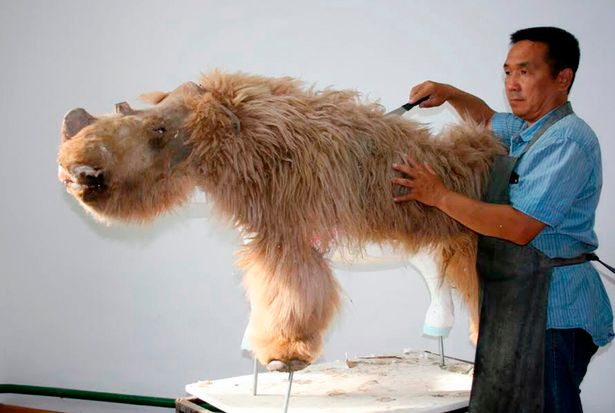 Frozen carcass of extinct woolly rhino found in Ice Age necropolis with hair intact