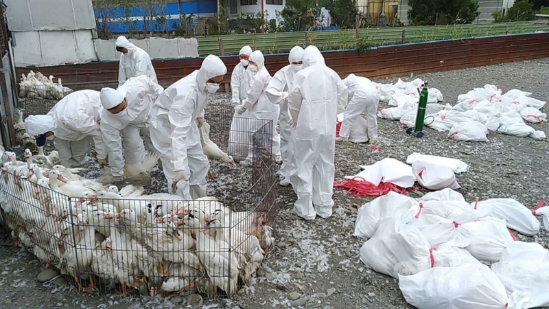2肉鸭场染H5N5禽流感 · 9000多只鸭遭扑杀