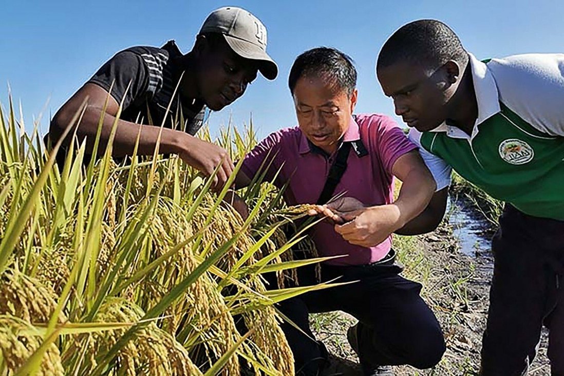 China-Africa relations: Chinese agriculture experts help boost crop yields