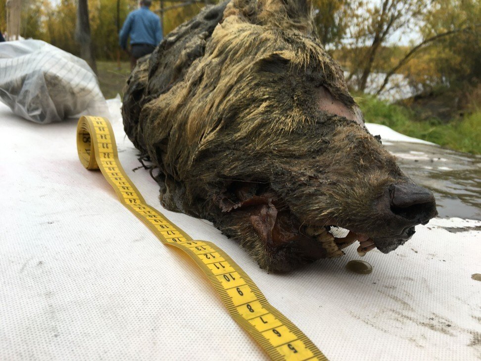 Young woolly rhino found almost perfectly preserved in the Siberia permafrost