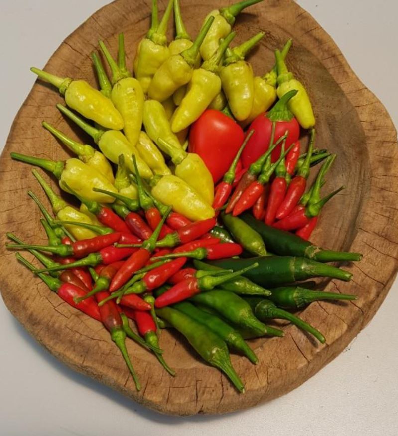 Farmer allegedly paints yellow chilli padi red to sell at higher price, gets arrested