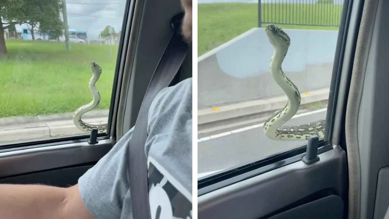 Couple Find Snake On Car Window While Driving