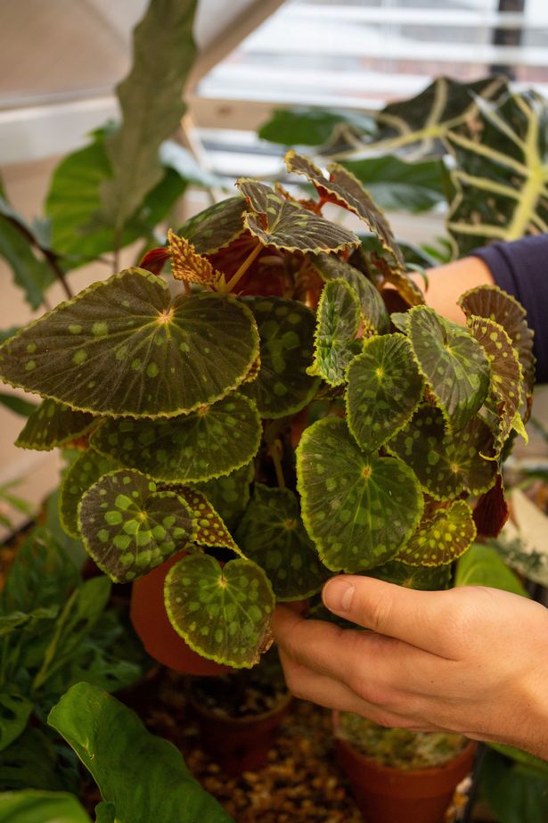 Man transforms lounge into jungle with rare plant worth £12,000 per leaf