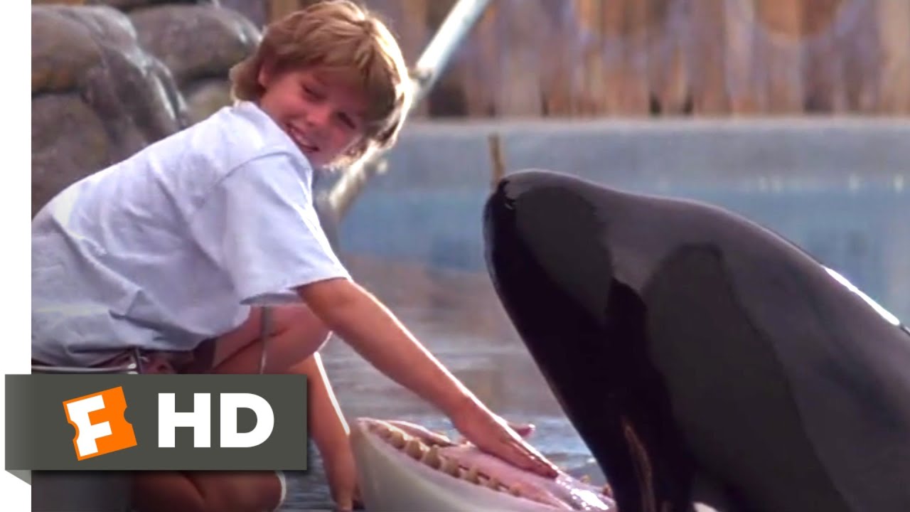 Free Willy (1993) - Training Willy Scene (5/10) | Movieclips