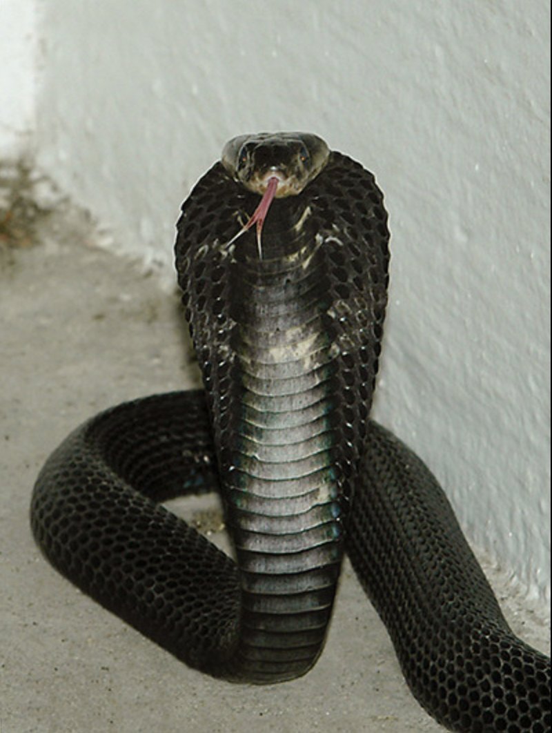 Venomous black cobra reportedly seen in changi, netizen warns others to be careful