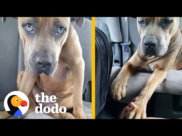 Pittie Keeps The Toy From The Day She Was Rescued | The Dodo