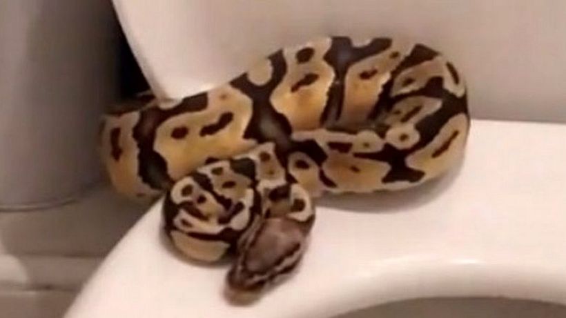 Coronation Street actor finds 4ft royal python on toilet seat