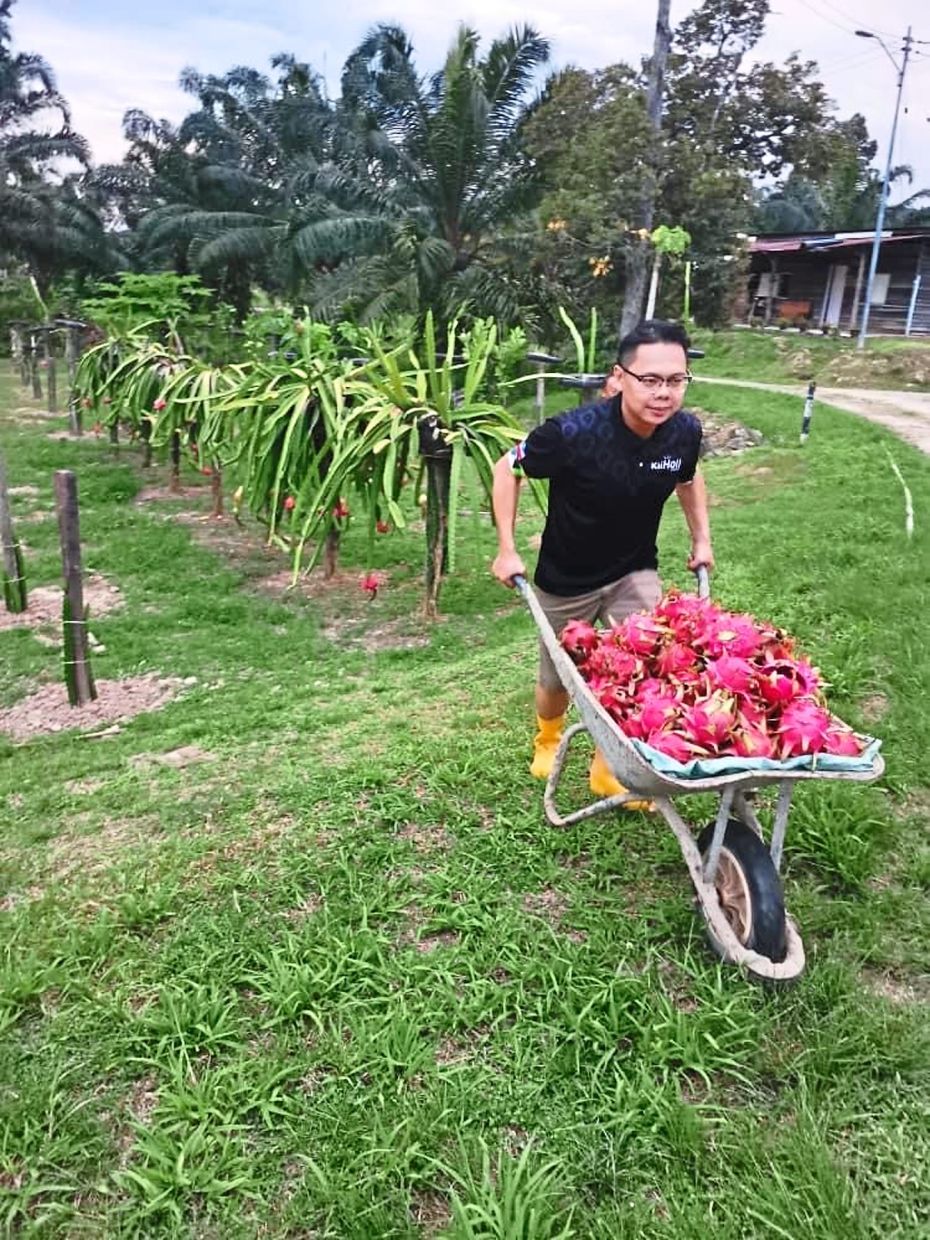 Tenom fruit farmers fear more losses