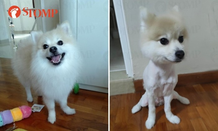 Woman upset her $4k Pomeranian was 'shaved botak' but groomer says her hubby specifically instructed for it