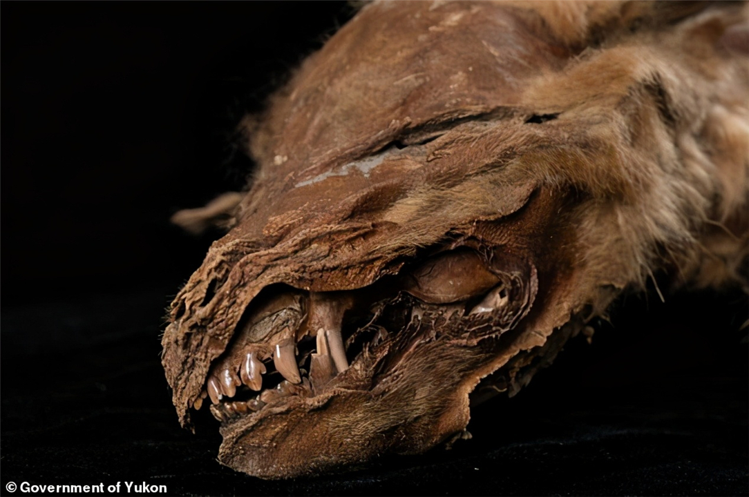 北极再现史前生物尸体，科学家：不是好消息