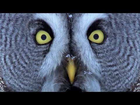 Mesmerising Owl Moments | BBC Earth