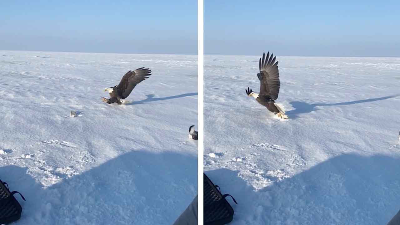 Bird Snatches Fish From Group Of Friends