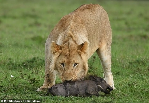 Cruel Lion Toys With Squealing Baby Warthog And Licks It As It Desperately Tries To Escape Before Being Devoured Nestia
