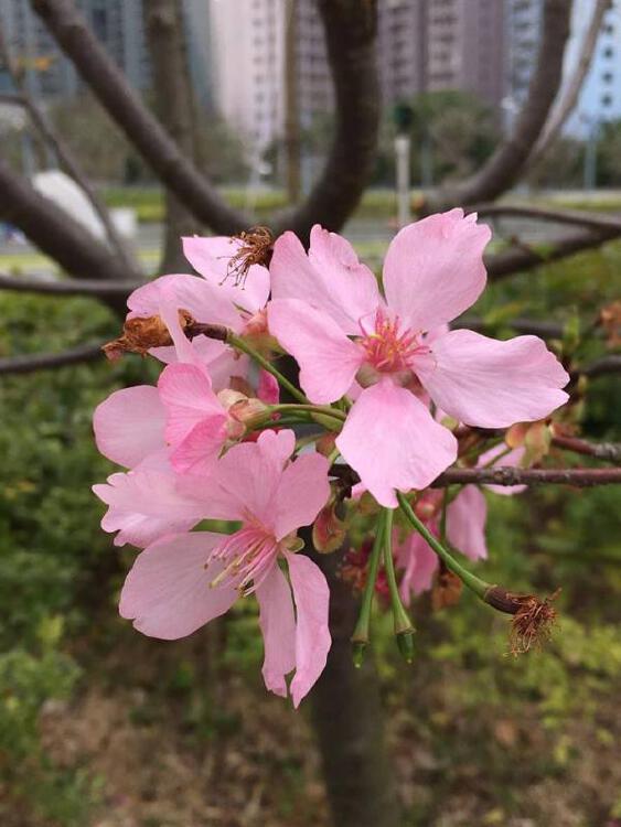 钟花樱桃 绯寒樱3月盛开 香港4大赏樱花地点推介 Nestia