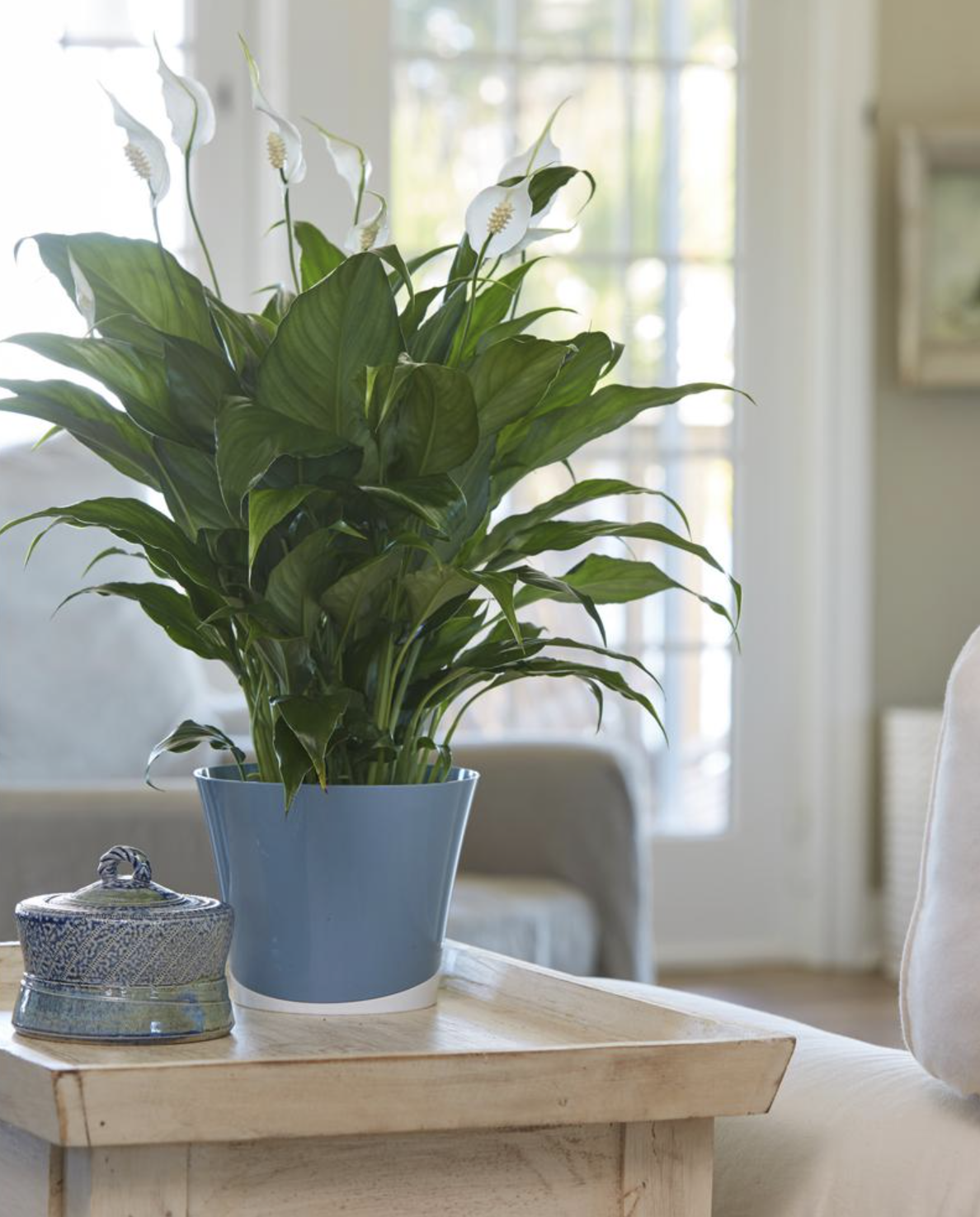 8 Air Purifying Plants That Are Almost Impossible To Kill And Look Great In Any Home