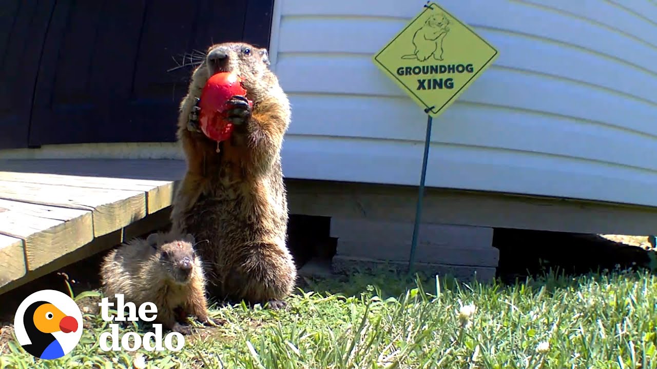 Guy Builds Veggie Garden For Family Of Groundhogs | The Dodo