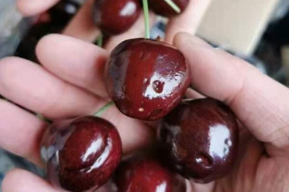 China-Australia relations: some Chinese importers shying away from Tasmanian cherries ahead of Lunar New Year