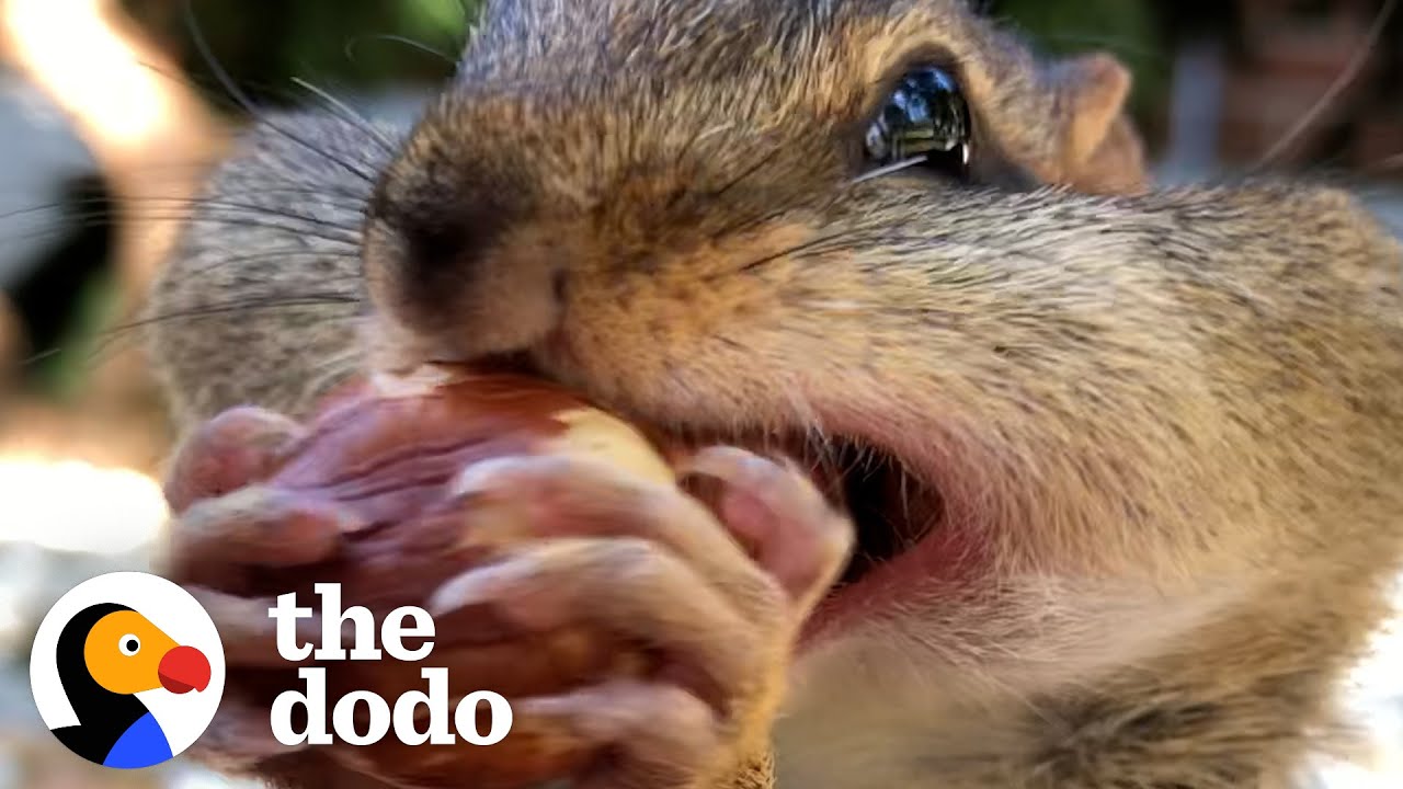 Guy's Best Friends With 14 Wild Chipmunks | The Dodo Wild Hearts