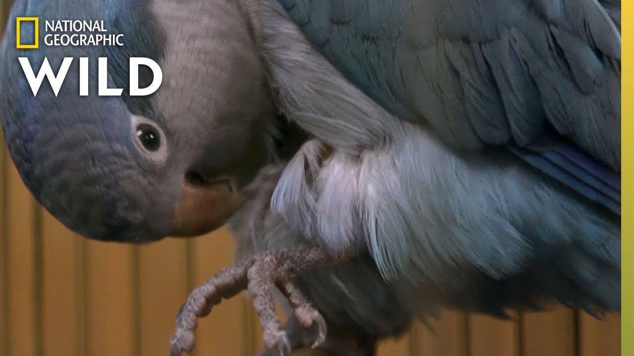 A Bird With a Lacerated Leg | The Wild Life of Dr. Ole