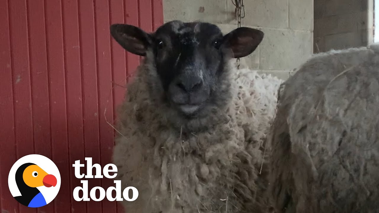 Rescue Sheep Runs To Her People When They Call Her Name | The Dodo