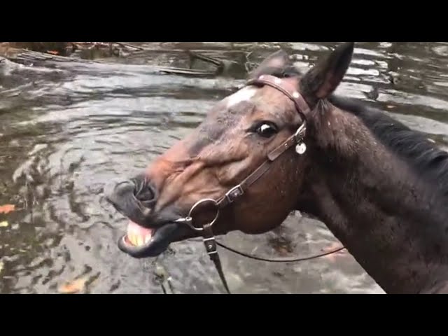 Horse Grins And Farts After Playing In Water