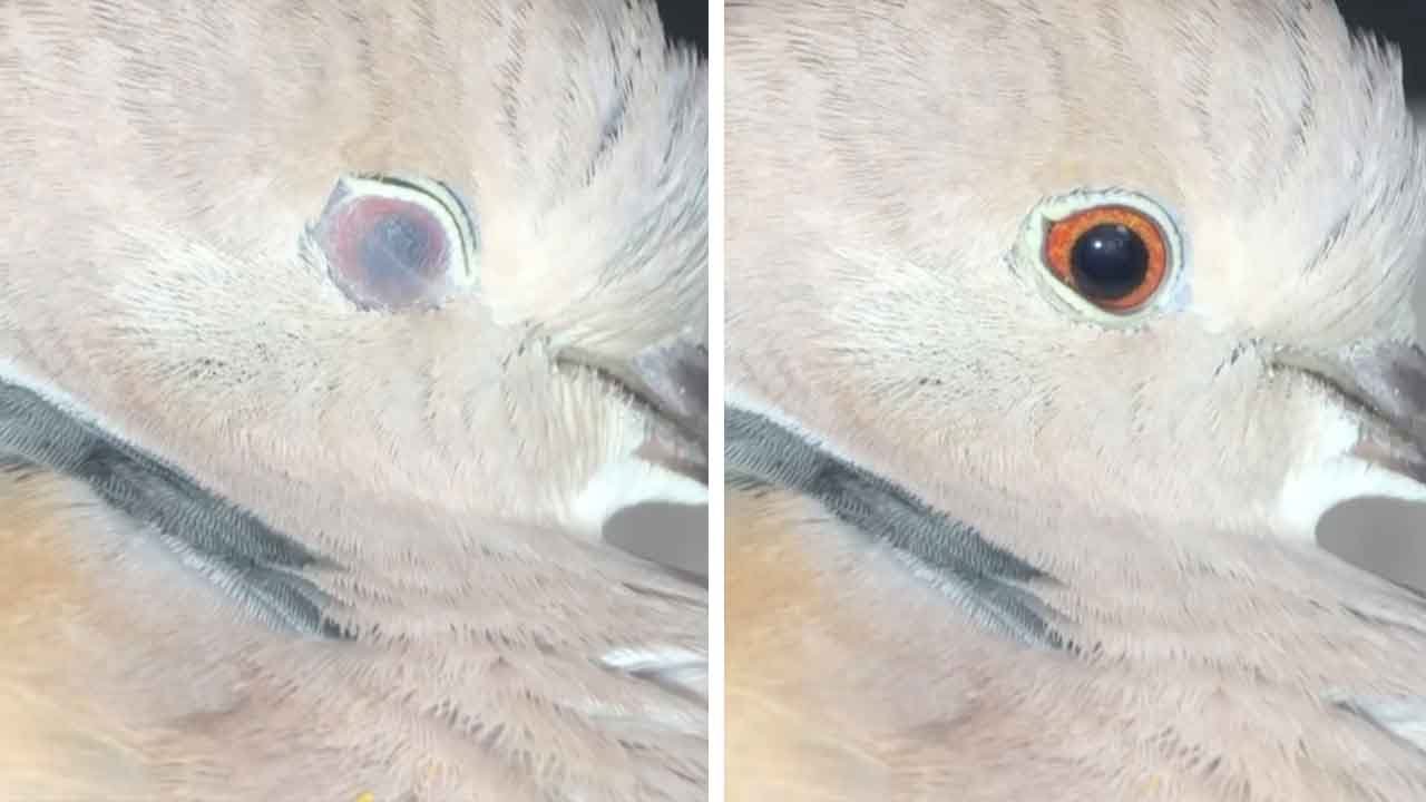 Dove's Semi-Transparent Eyelids
