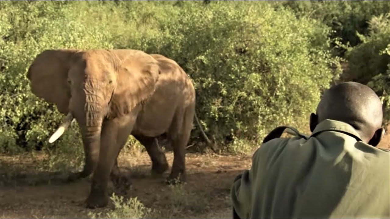 Collaring A 4 Tonne Bull Elephant | Secret Life Of Elephants  | BBC Earth
