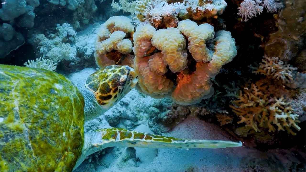 Hawksbill Turtle Feeds In Sea Anemones