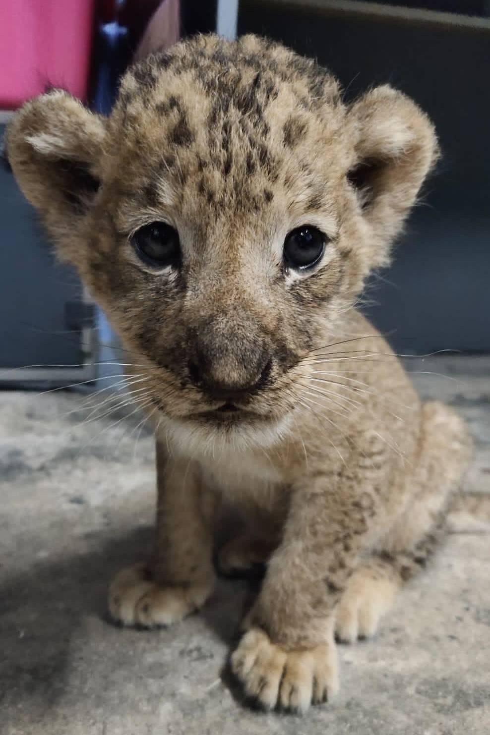 10 Facts About Simba, The Cutest Lion Cub in Singapore