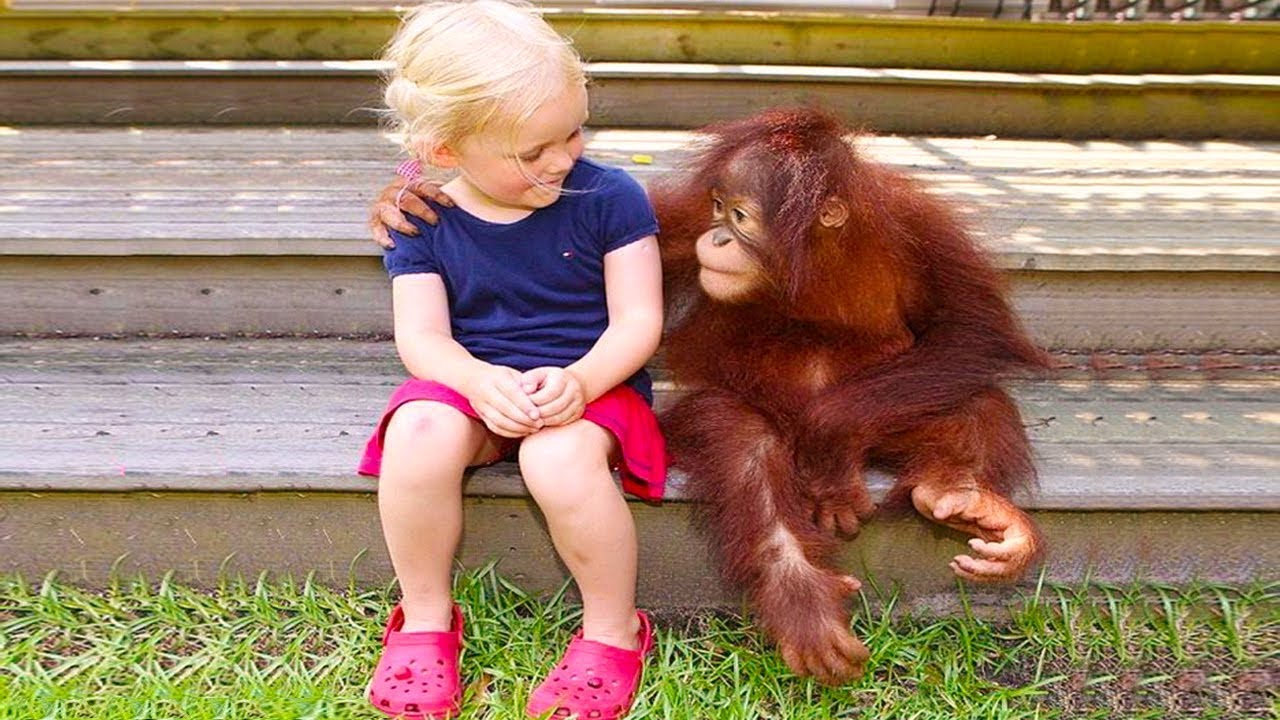 FUNNY Babies and Monkey Become Best Friend |  Funny Babies and Pets