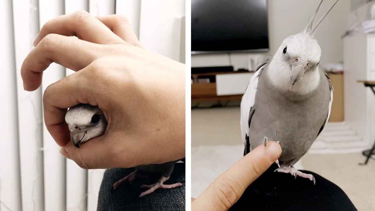 Talented Bird Does Amazing Tricks
