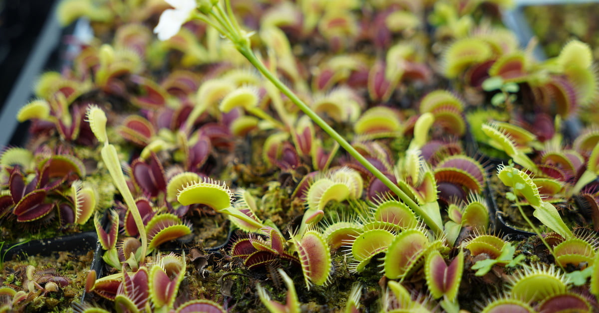 Cyborg Venus flytraps are here. Don’t worry, they’re not hostile