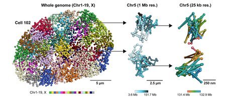 Researchers report new technique to image the cell nucleus
