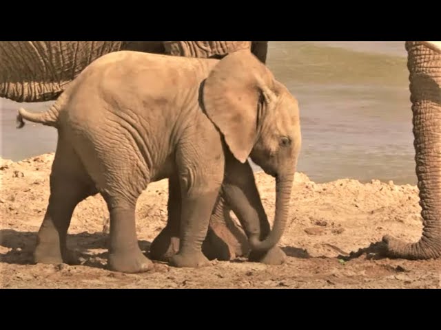 Baby Elephant Plays In Sand | Secret Life Of Elephants | BBC Earth