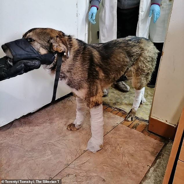 Dog found encased in ICE in -54C temperatures is freed after being dug out by villagers who have now adopted her in Siberia