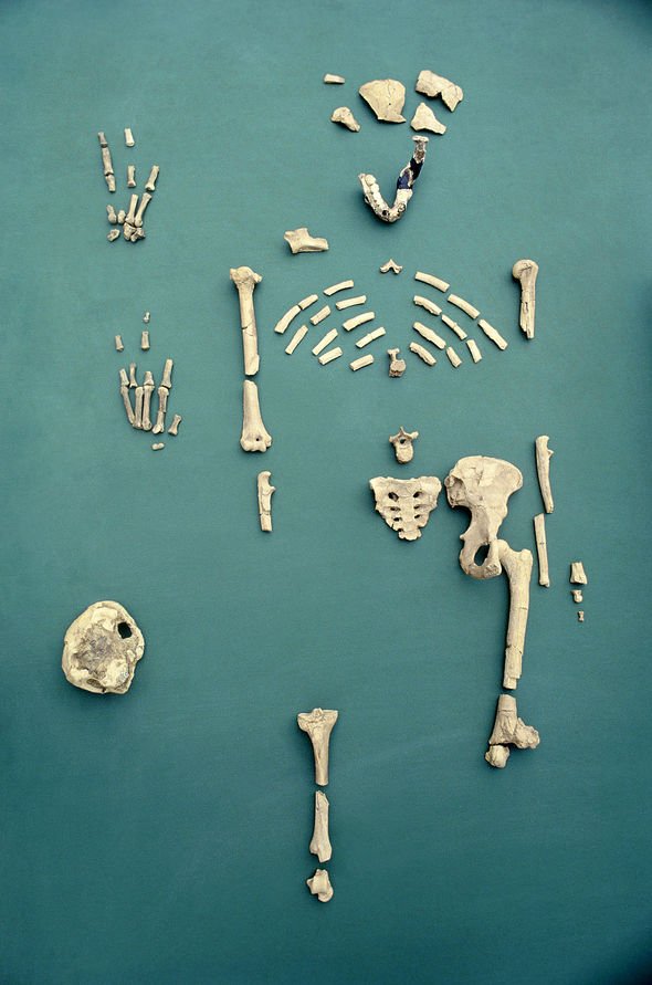Archaeology news: Evidence our ancestors used stone tools BEFORE opposable thumbs