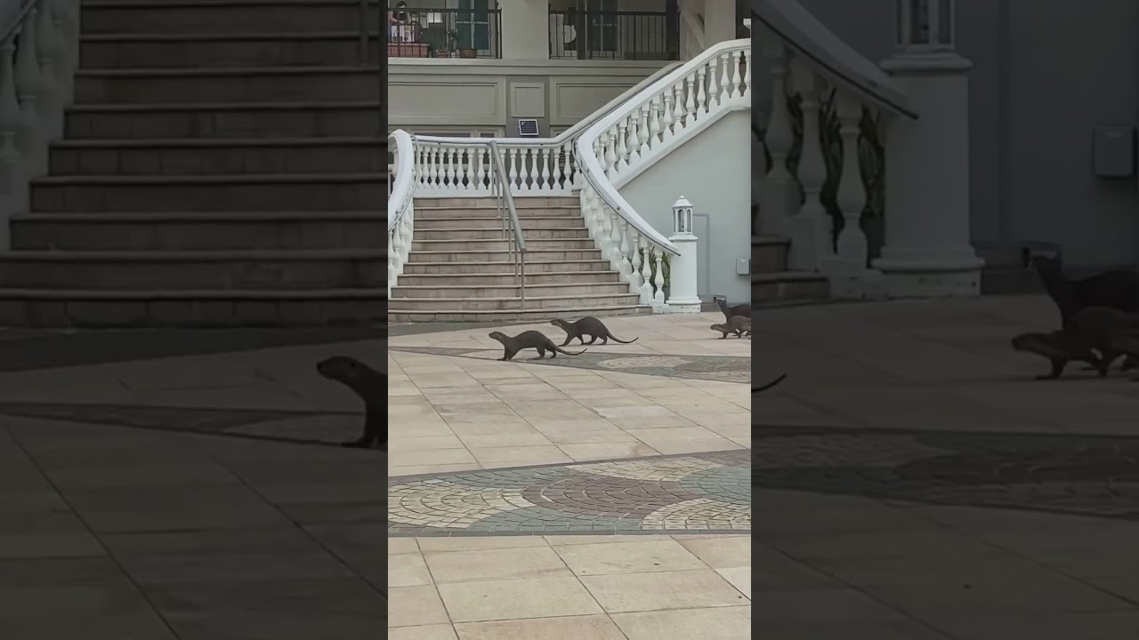 Otters exploring Robertson Quay