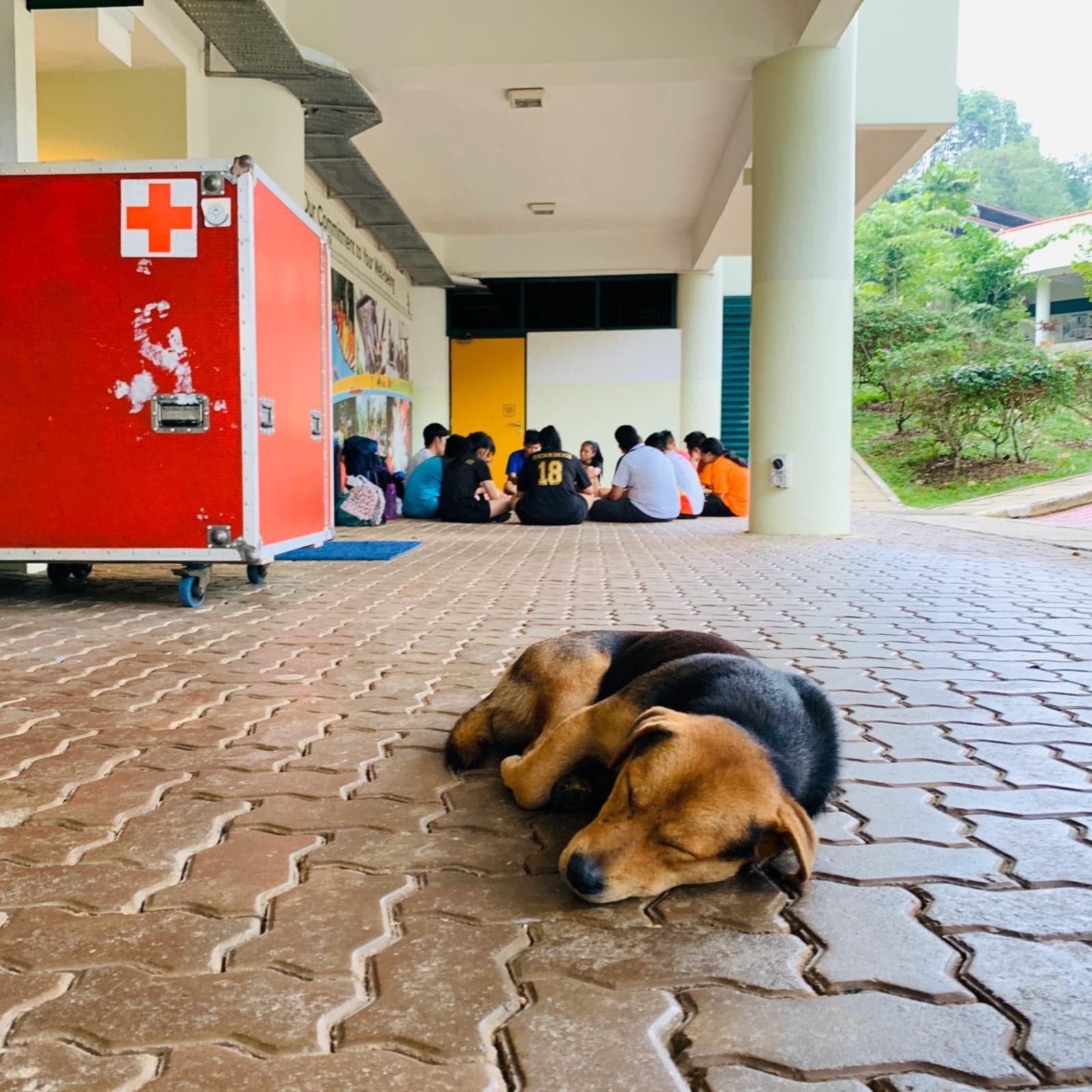 Ubin’s famous “guide” dog kopi-o dies after hit-and-run by taxi