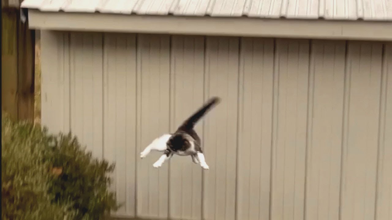 Clumsy Cat Falls Off Roof But Nails The Landing