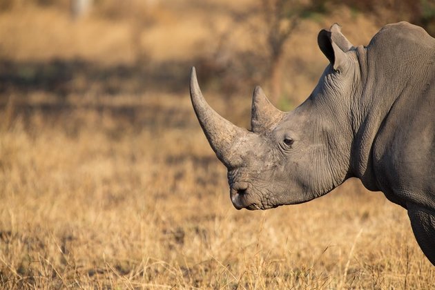 Rhino poaching flares up again after SA eases lockdown restrictions