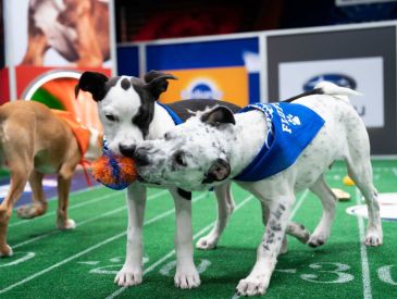 How to Watch the Puppy Bowl Even If You Don’t Have Cable