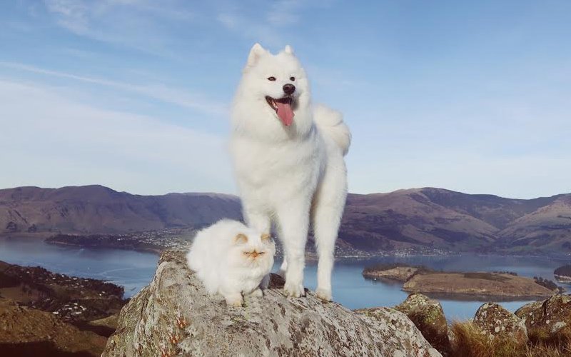 Meet Casper and Romeo, the inseparable siblings