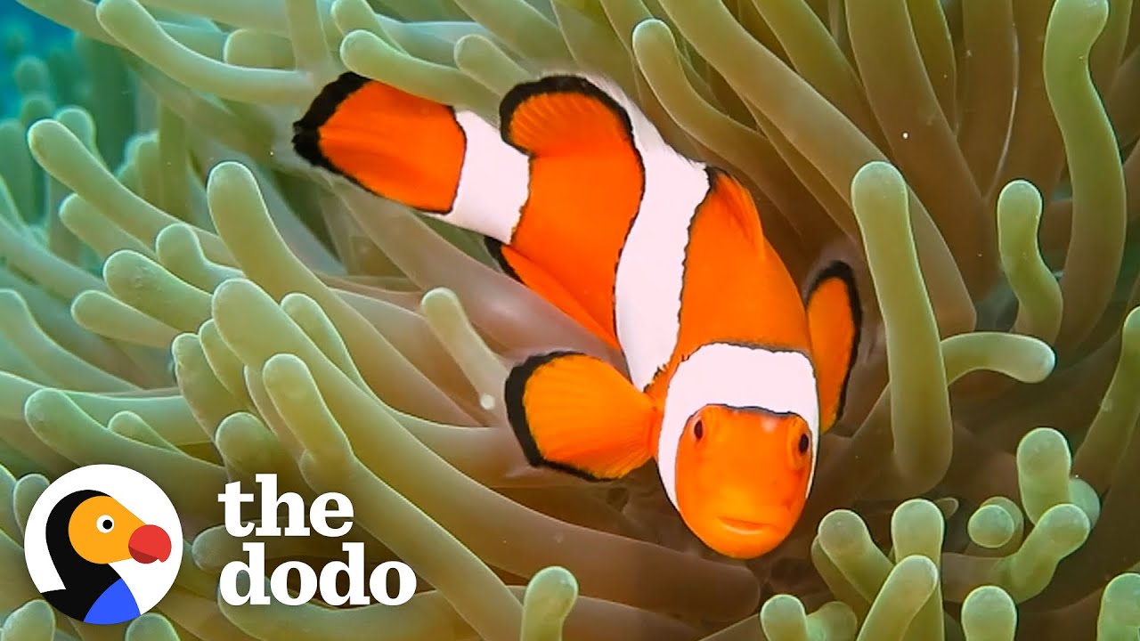 The Amazing Life Cycle Of A Clownfish | The Dodo