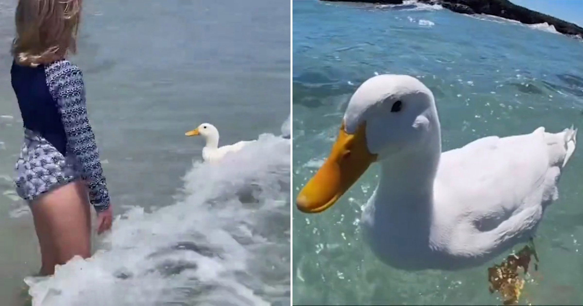 Surfing duck named Duck becomes local celebrity