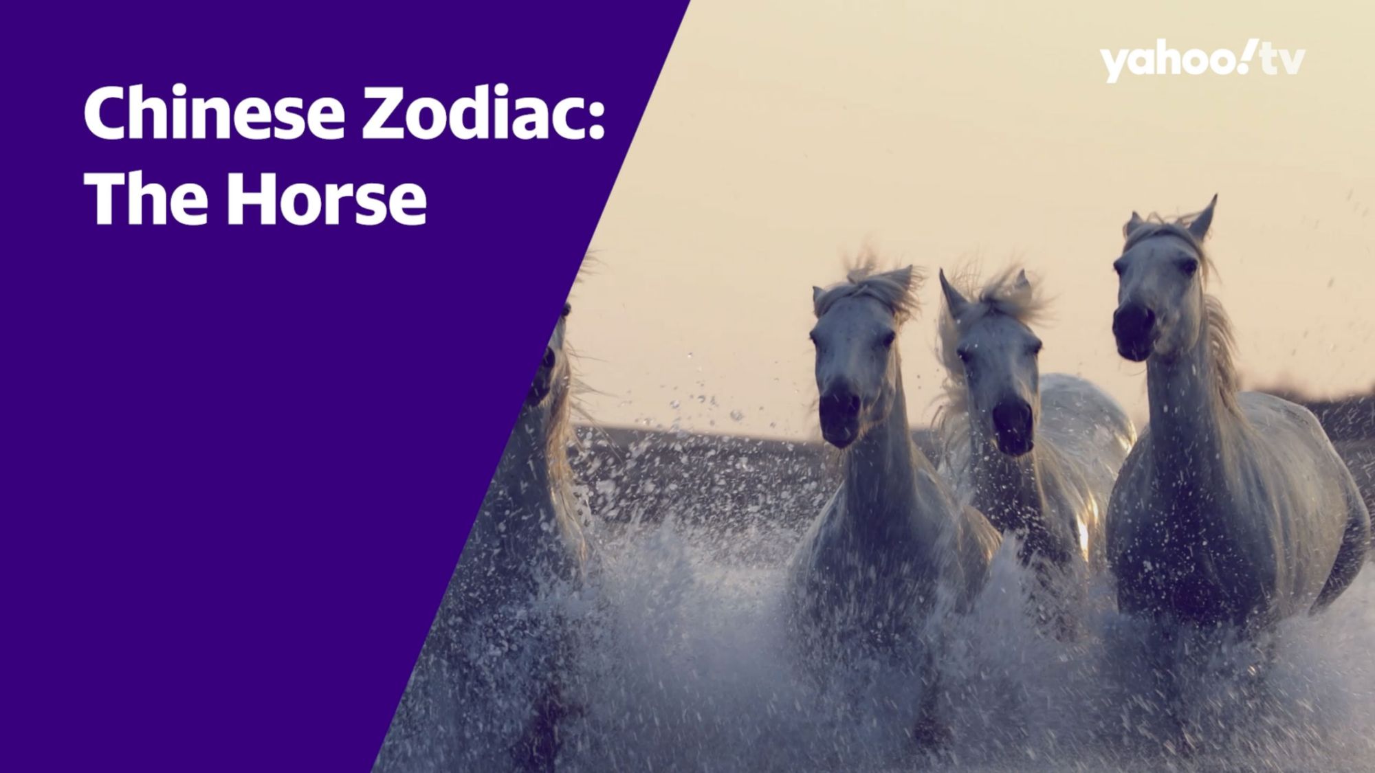About the Chinese Zodiac: The Horse