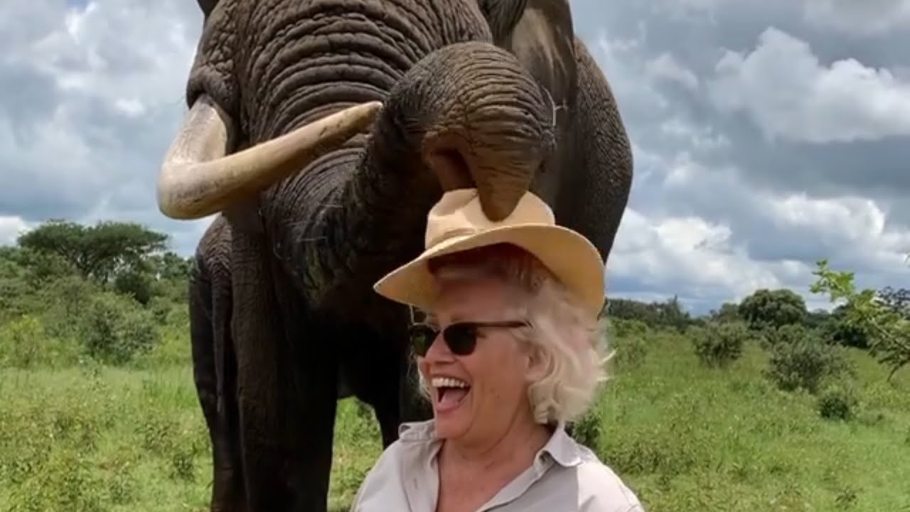 Elephant Takes off and Hides Woman's Hat in Mouth Then Returns it on Request