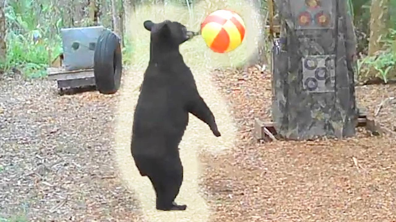 Playful Wild Bears Get Entertained By Inflatable Balls