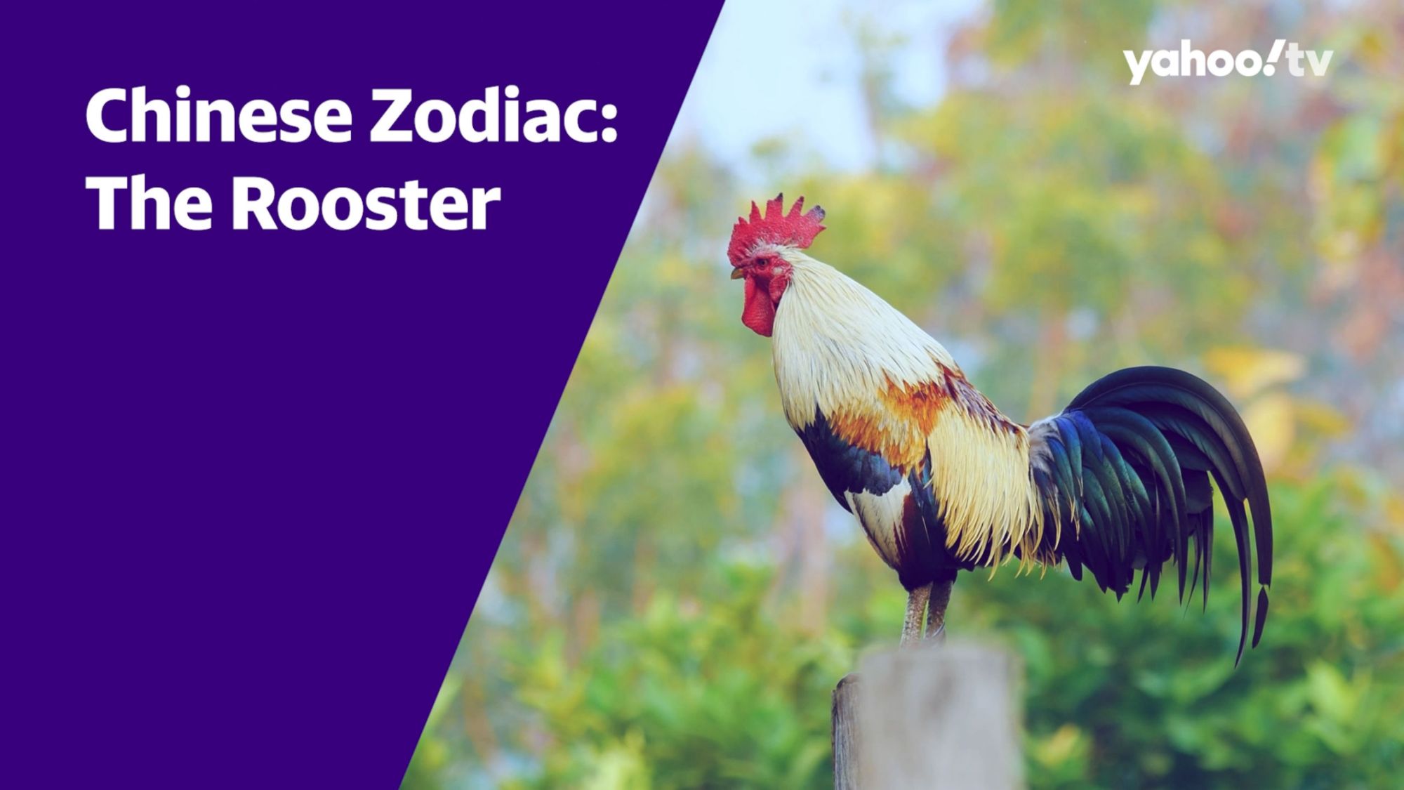 About the Chinese Zodiac: The Rooster